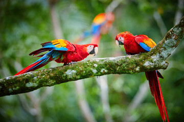 Ara macao, Scarlet Macaw,  vertical photo of two red, colorful, big amazonian parrots. Adult feeding chick. Parrots in its natural tropical forest environment. Wild animal, Costa Rica, Central America