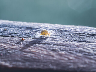 Collembole - Springtail - Dicyrtomina saundersi - collembola - petit animal vivant dans le sol des forêts