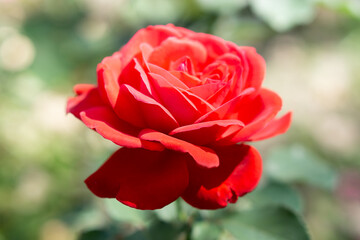 Sunny close-up view of flowers on a green stem growing in Nalchik, Kabardino-Balkaria, Russia