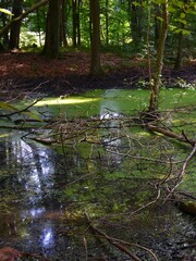 swamp in the forest