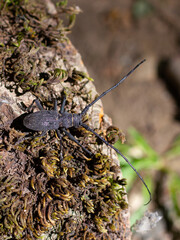 Beetle pest of oak stands and massifs, inhabitant of oak forests in the European part on a tree stump on a Sunny day, Cerombyx cerdo, L; 1758.