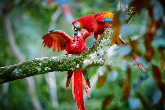 Ara macao, Scarlet Macaw,  vertical photo of two red, colorful, big amazonian parrots. Adult feeding chick. Parrots in its natural tropical forest environment. Wild animal, Costa Rica, Central America