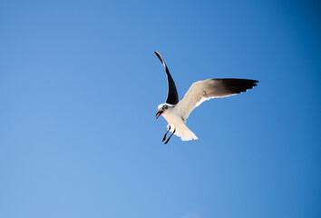  Seagull Flying In The Sky Searching For Food