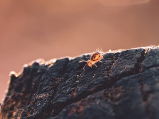 Collembole - Springtail - Dicyrtomina saundersi - collembola - petit animal vivant dans le sol des forêts
