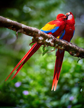 Ara macao, Scarlet Macaw,  vertical photo of two red, colorful, big amazonian parrots. Pair of coupling ara macao, showing affection. Wild animal, Costa Rica, Central America.