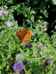 butterfly on flower