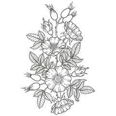 Boquet of Black and white dog-rose flowers, branches and leaves. Vector isolated on white background. Coloring, elements for packaging design of cosmetics, medicine, tea, invitetion and cards