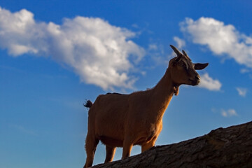 Naklejka premium capra e cielo azzurro nello sfondo