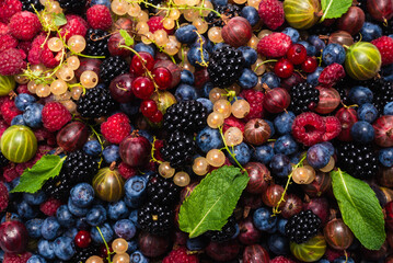 Gooseberries, blueberries, mulberry, raspberries, white and red currants.