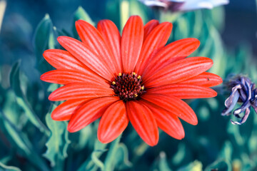 Spring blossom background. Beautiful nature scene with blooming tree and sun flare. Sunny day. Spring flowers. Abstract blurred background. Springtime