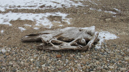 Close view of driftwood on a lake shore in the wintertime - snow is visible in the background