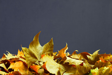Fallen yellow leaves on the floor. Autumn background with copy-space
