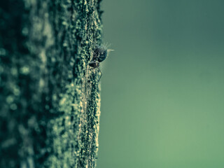 Collembole - Springtail - Dicyrtomina saundersi - collembola - petit animal vivant dans le sol des...