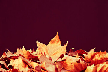 Fallen yellow leaves on the floor. Autumn background with copy-space