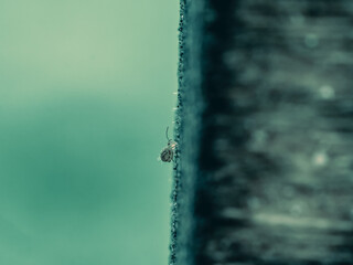 Collembole - Springtail - Dicyrtomina saundersi - collembola - petit animal vivant dans le sol des...