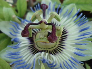 close up of a flower.an interesting flower.