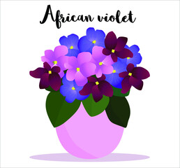 Beautiful potted multicolored African Violet flower potted in pink flower pot. With lettering name. Cozy, ambient element for interior, gardening hobby design