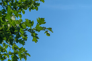 Green oak leaves against the sky