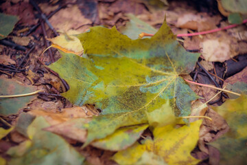 Yellow autumn leaf with water inside