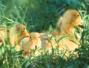 Cute young ducklings on a natural background.