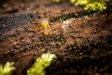 Collembole - Springtail - Dicyrtomina saundersi - collembola - petit animal vivant dans le sol des forêts