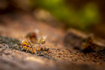 Collembole - Springtail - Dicyrtomina saundersi - collembola - petit animal vivant dans le sol des forêts