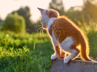 Kitten playing in the garden.