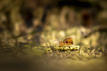 Collembole - Springtail - Dicyrtomina saundersi - collembola - petit animal vivant dans le sol des forêts