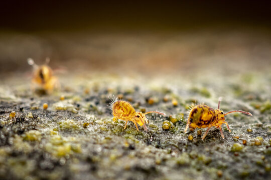 Collembole - Springtail - Dicyrtomina saundersi - collembola - petit animal vivant dans le sol des for&ecirc;ts