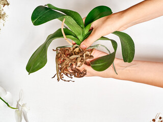 Woman transplanting orchid at home