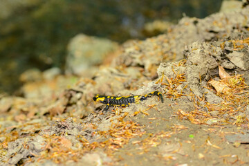 Fire salamander, black with yellow spots or stripes to a varying degree