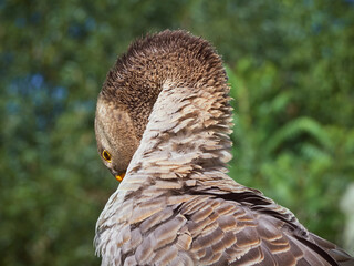 Gray goose on the grass.