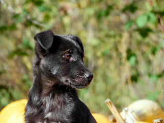 Portrait of a black puppy.