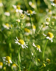 Chamomile flowers  in a garden.