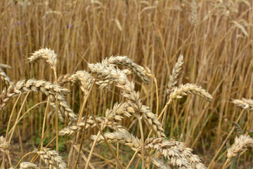 Background of wheat ears