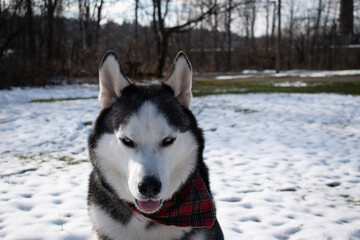 siberian husky dog