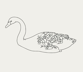 Fototapeta na wymiar Vector hand drawn minimalistic illustration of swan. Creative artwork. Template for card, poster, banner, print for t-shirt, pin, badge, patch.