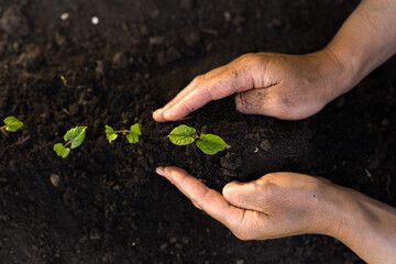 Hands of a old woman planting green seedlings in soil. Protect nature and earth day, environment concept.