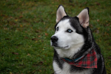 Fototapeta premium siberian husky dog