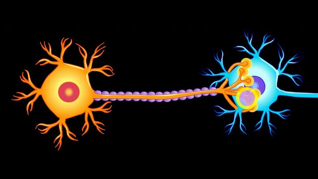Neural connect. Transmission nerve signal between two neurons.  Neuron communication. Human brain, axon, sheath, dendrite. Nervous system. Alpha channel transparent background. Medical  animation