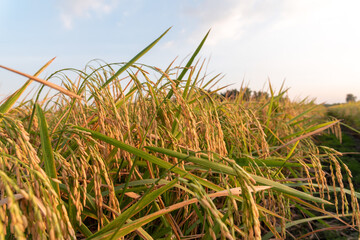 The yellow seed plant is planted in the field. The ears of rice are ready to be harvested. Against the backdrop of the sky Or enough space for writing messages , Thailand 2020-12-10