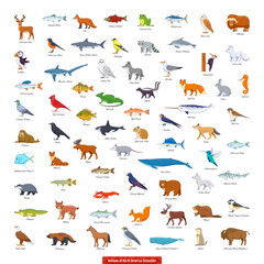 Animals of North America Collection