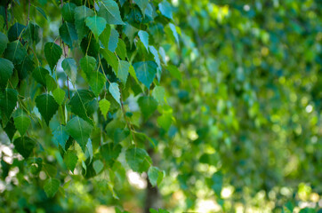 Fototapeta na wymiar Beautiful green birch leaves background