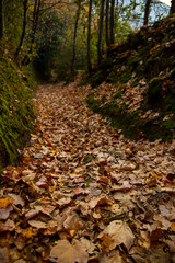 Path in an autumnal wood covered with orange, red and yellow leaves. towards inner peace