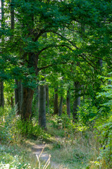Forest trees. nature green wood sunlight backgrounds
