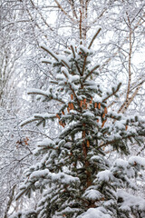 Spruce with cones close-up on a background of birches after heavy snowfall