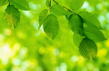 Fototapeta na wymiar spring green leaves background in sunny day