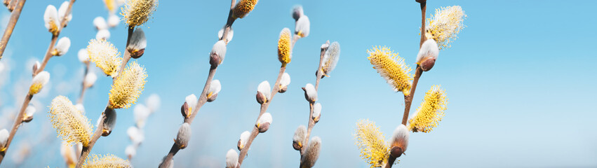 Springtime background yellow flowering pussy willow branches banner