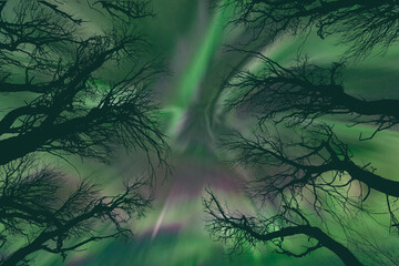 Aurora Borealis or Northern Lights corona above treetops