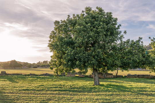 Carob trees in a field on the island of Mallorca